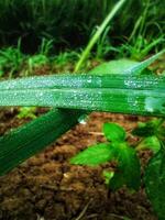 Water drops on leaves photo