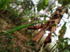 Oberea soldier beetle photo