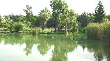 Peaceful Morning by the Lake with Palm Trees and Calm Waters video
