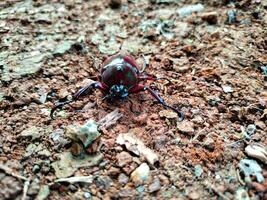 Xylotrupes gideon wallpaper Background Animals photo