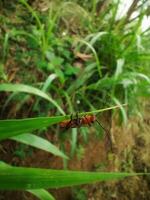 Oberea soldier beetle photo