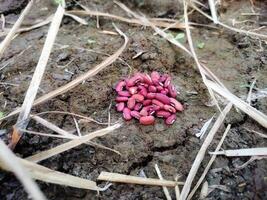 Pile of red beans photo