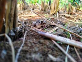 Field frog background wallpaper animals photo