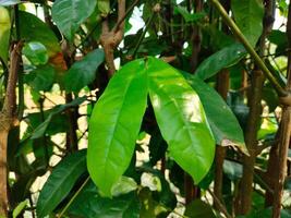 Melinjo leaves green Texture Background wallpaper photo