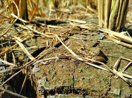Field frog background wallpaper animals photo
