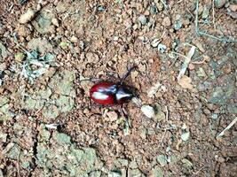 Xylotrupes gideon wallpaper Background Animals photo