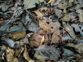 Dry leaf background wallpaper Texture photo