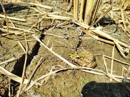 Field frog background wallpaper animals photo
