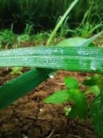Water drops on leaves photo