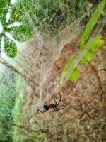 Spider web Texture photo