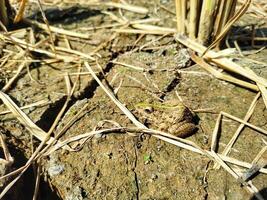 Field frog background wallpaper animals photo