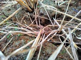 Field frog background wallpaper animals photo