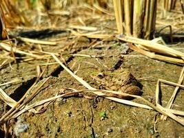 Field frog background wallpaper animals photo