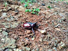 Xylotrupes gideon wallpaper Background Animals photo