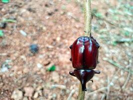 Xylotrupes gideon wallpaper Background Animals photo