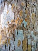 Coconut tree bark texture photo