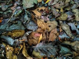 Dry leaf background wallpaper Texture photo