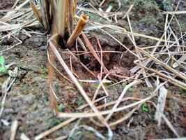 Field frog background wallpaper animals photo