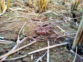 Field frog background wallpaper animals photo