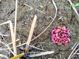 Pile of red beans photo