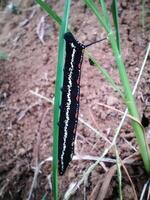 Black caterpillar animals photo