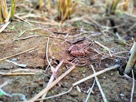 Field frog background wallpaper animals photo