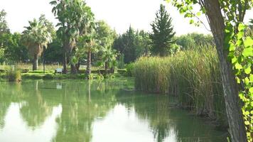Tranquil Park Lake Surrounded by Palm Trees and Reeds video