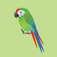 An illustration of a funny and cute military macaw, cartoon style vector