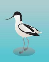 A digital illustration of a pied avocet vector