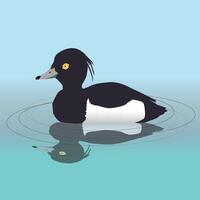 An illustration of a male tufted duck swimming in the water. His reflection is visible in the water. vector