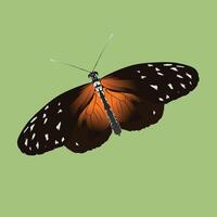 An illustration of a tiger longwing butterfly. The insect is depicted on a green background and is slightly slanted. vector