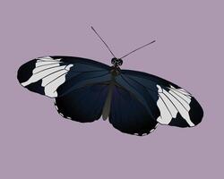 An illustration of a heliconius sapho leuce butterfly. The insect is depicted on a purple background and is slightly slanted. vector