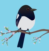 A very cute magpie bird in the shape of an egg. Blue background. The bird sits on a branch with blossom. vector
