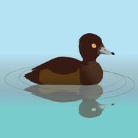 An illustration of a female tufted duck swimming in the water. Her reflection is visible in the water. vector