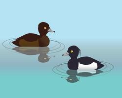 An illustration of couple of tufted ducks swimming in the water. Their reflection is visible in the water. vector