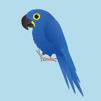 An illustration of a funny and hyacinth macaw, cartoon style vector