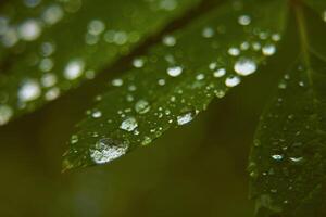 A close-up of a green leaf covered in small, glistening water droplets. The droplets vary in size and create a beautiful, natural pattern. photo