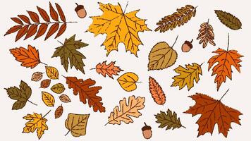 Set of chalk sketches of autumn leaves. The hand drawn, doodle illustrations capture the essence of fall with a fun, creative touch, ideal for seasonal designs. Not AI. vector