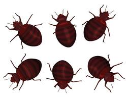 Set of enlarged bed bugs. vector
