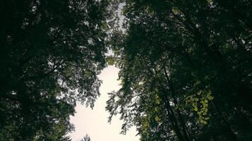 Sunlight penetrating through the thick leaves of the trees in the forest. An upward shot of sunlight filtering through the dense canopy of trees in a forest. video