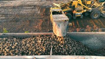Loading sugar beet into a truck for transportation. Harvesting and loading beets. video