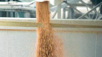 loading grain into a truck close-up. Soybeans are loaded for transportation. Concept of harvesting. Slow mo Close up video
