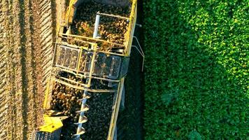 Aerial Top view of harvesting sugar beet in the field with a tractor. Operation of the automatic feeding of beets into the tractor trailer. video