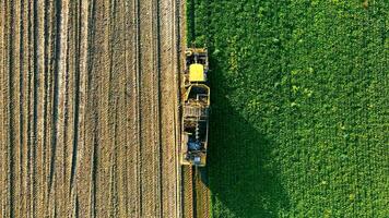 Aerial Top view of harvesting sugar beet in the field with a tractor. Operation of the automatic feeding of beets into the tractor trailer. video