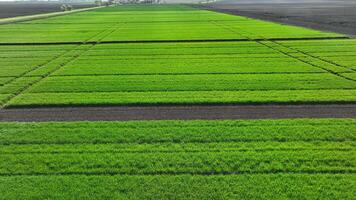 Experimental Fields Of Wheat. Aerial Shot Of An Experimental Agricultural Field video