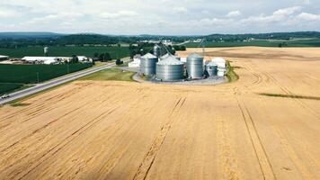 A Field With Ripe Wheat And Large Elevators For Storage And Processing Of Wheat, Rye And Soybeans video