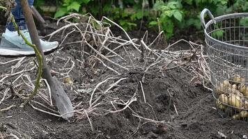 family of gardeners, husband and wife dig potatoes together on their plot with shovel and put them in a basket,remains of dry tops on the garden bed, harvest of late autumn potatoes,economic crisis video