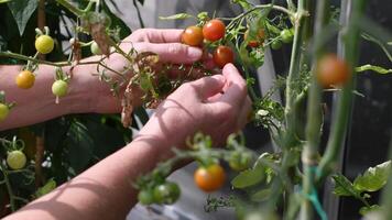 Selective focus on hand carefully picking ripe cherry tomatoes from thin branches,leaving green fruits to ripen, with blurred foliage in background, Growing fresh organic vegetables in greenhouse, video