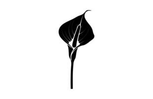 Arum Lily Silhouette isolated on a white background vector