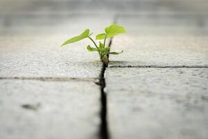 Trees growing at the crevices of asphalt roads. The growth of seedlings sprouts from the crevices of the rocks. When a new start-up business develops and fights. photo